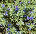 Anagallis monelli 'Skylovers' - Mouron de Monnel