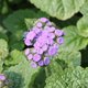 Ageratum du Mexique - Ageratum mexicanum 'Horizon Bleu'