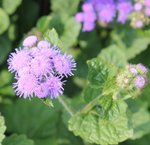 Ageratum du Mexique - Ageratum mexicanum 'Horizon Bleu'