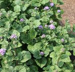Ageratum du Mexique - Ageratum mexicanum 'Horizon Bleu'