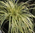 Carex oshimensis 'Evergold' - Laîche