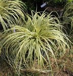 Carex oshimensis 'Evergold' - Laîche