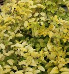 Ligustrum 'Lemon Lime'