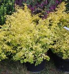 Ligustrum 'Lemon Lime'