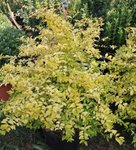 Ligustrum 'Lemon Lime'