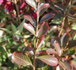Lagerstroemia indica 'Red Imperator' - Lilas des Indes