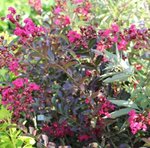 Lagerstroemia indica 'Red Imperator' - Lilas des Indes