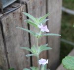 Ruellia humilis