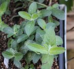 Ruellia humilis