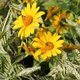 Heliopsis 'Summer Green'