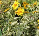 Heliopsis 'Summer Green'