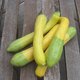 Courgette 'Zephyr'