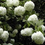 Boule de neige - Viorne - Viburnum opulus