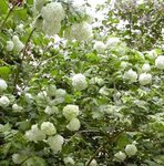 Boule de neige - Viorne - Viburnum opulus
