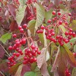 Boule de neige - Viorne - Viburnum opulus