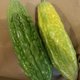 Concombre amer - Momordica charantia