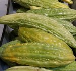 Concombre amer - Momordica charantia