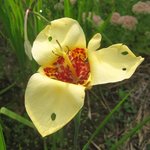 Tigridia pavonia - Oeil de Paon