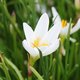 Zephyranthes candida - Lis Zéphyr