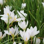 Zephyranthes candida - Lis Zéphyr