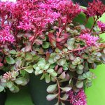 Sedum spurium 'Fuldaglut' - Orpin