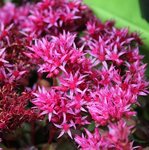 Sedum spurium 'Fuldaglut' - Orpin