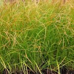 Carex testacea 'Prairie Fire' - Graminée
