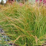 Carex testacea 'Prairie Fire' - Graminée