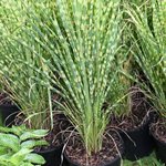 Miscanthus sinensis 'Gold Bar' - Graminée