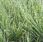 Miscanthus sinensis 'Gold Bar' - Graminée