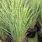 Miscanthus sinensis 'Gold Bar' - Graminée
