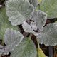 Sauge argentée - Salvia argentea