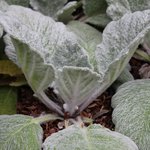 Sauge argentée - Salvia argentea