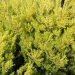 Diosma hirsuta 'Sunset Gold'