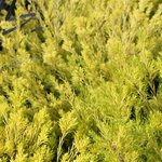 Diosma hirsuta 'Sunset Gold'