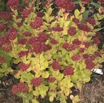 Orpin - Sedum spectabile
