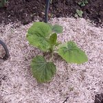 Potimarron - Courge