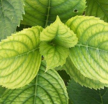 chlorose hortensia