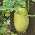 Conservation courgette