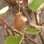 Kiwi - Actinidia