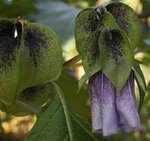 Faux coqueret - Nicandra physalodes