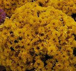 Chrysantheme des jardins - Marguerite des jardins