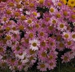 Chrysantheme des jardins - Marguerite des jardins