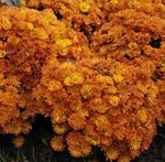 Chrysantheme des jardins - Marguerite des jardins