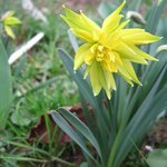 Narcisse 'Rip Van Winkle'
