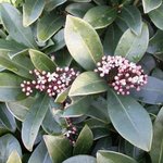 Skimmia japonica