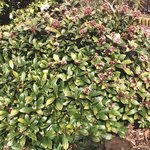 Skimmia japonica