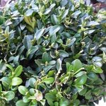 Buis - Buxus sempervirens