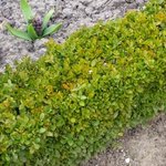 Buis - Buxus sempervirens