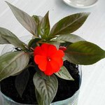 Impatiens de Nouvelle Guinée